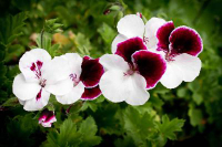 G222-2 / Pelargonium Covina