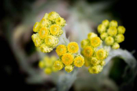 15183 / Helichrysum thianschanicum 'Icicles'