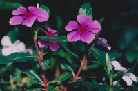 10333 / Catharanthus roseus