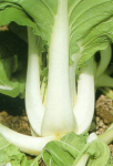 10103 / Brassica rapa var. chinensis 'Pak Choi'