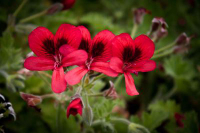 G208 / Pelargonium bicolor