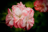 G209-1 / Pelargonium Bridesmaid