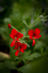 G214-1 / Pelargonium carnosum x fulgidum