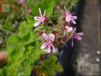 G217 / Pelargonium Chocolate-Peppermint