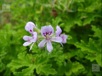 G249 / Pelargonium graveolens 'Princess Ann'