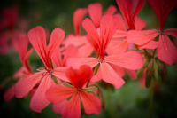 G272 / Pelargonium salmoneum