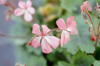 G278 / Pelargonium turtetoram