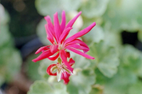 G310 / Pelargonium Star of Persia