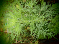 8401 / Artemisia abrotanum var. citrata
