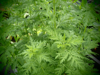 8450 / Artemisia annua syn. A. chamomilla
