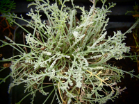8488 / Artemisia caudata