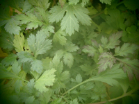 8525 / Artemisia Lactiflora