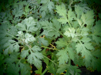 8553 / Artemisia momiyamea