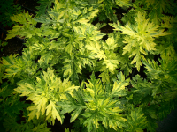 8581 / Artemisia vulgaris 'Oriental Limelight'