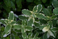18830 / Mentha suaveolens 'Variegata'