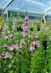 22168 / Rosmarinus officinalis 'Majorca Pink'