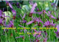 LA176 / Lavandula stoechas ssp. pedunculata 'Papillon'