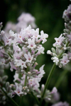 LA128 / Lavandula angustifolia 'Miss Katherine'