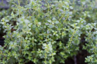 25327 / Thymus x citriodorus