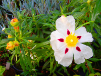10790 / Cistus ladanifer