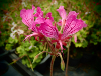 G237 / Pelargonium endlicherianum
