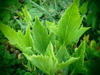 G275-1 / Pelargonie tricuspidatum