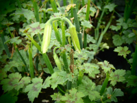 G275 / Pelargonium tetragonum