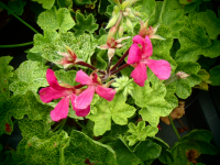 G293 / Pelargonium Crocodile
