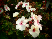 G306-3 / Pelargonium Nicor Star