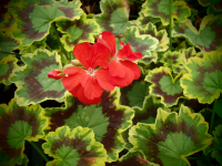 G306 / Pelargonium Mrs. Strang