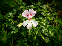 G308 / Pelargonium Remsquelle