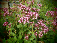 OR036 / Origanum laevigatum'Aromaticum'