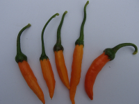 P3056 / Criolla Sella