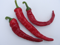 P3057 / Dedo de Moca