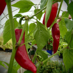 P3077 / Gorria ("Piment d'Espelete")