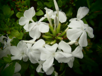 21591 / Plumbago auriculata 'Alba'