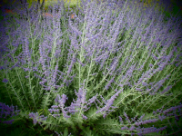 S031 / Salvia abrotanoides syn. Perovskia abrotanoides