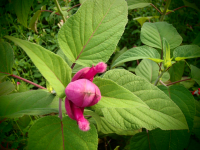 S072 / Salvia involucrata