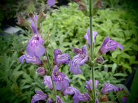 S097 / Salvia officinalis 'Nana'