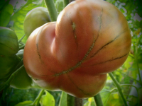 T020-1 / Black Sea Man