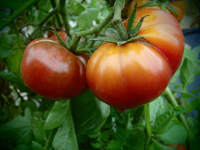 T109 / Petit Chocolat