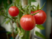 T134-2 / Rote Murmel