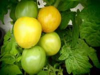 T168-8 / Tigerette Cherry