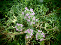 25336 / Thymus x citriodorus 'Cascata Lemonade'