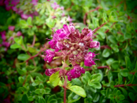 25337 / Thymus x citriodorus 'Ruby Glow'